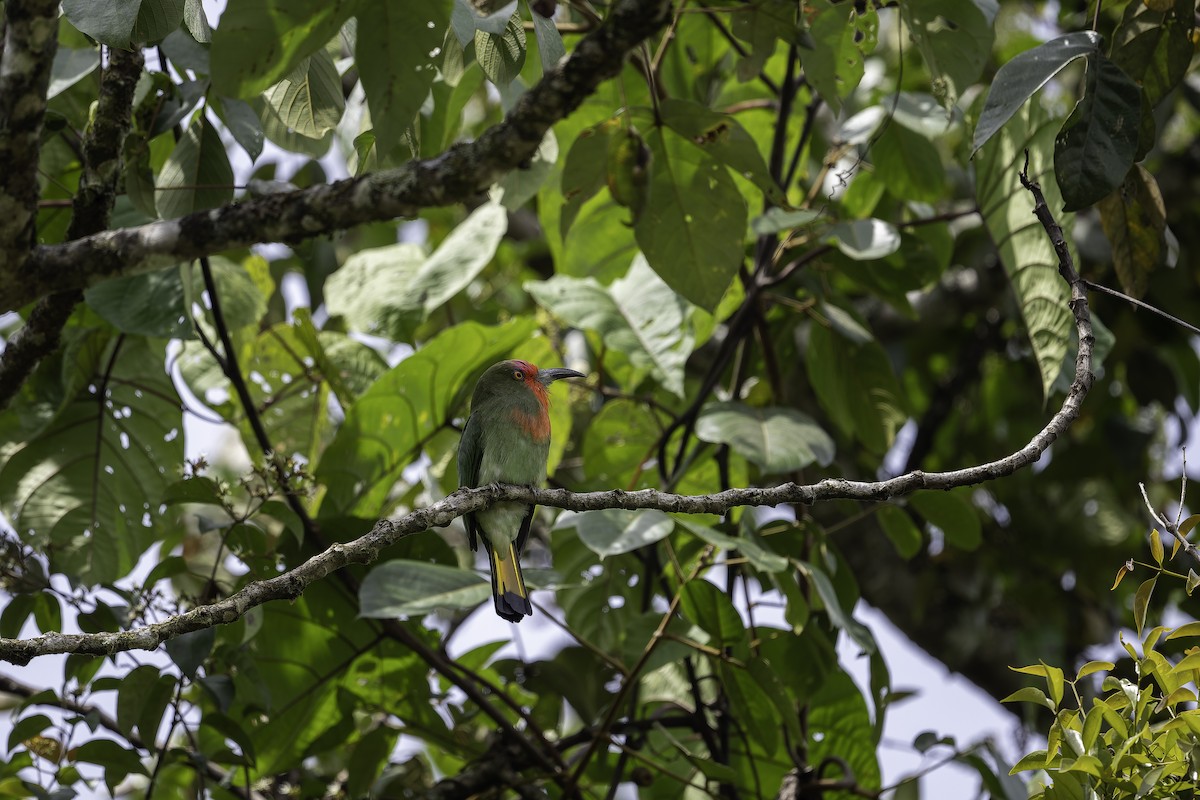 Red-bearded Bee-eater - ML624893585