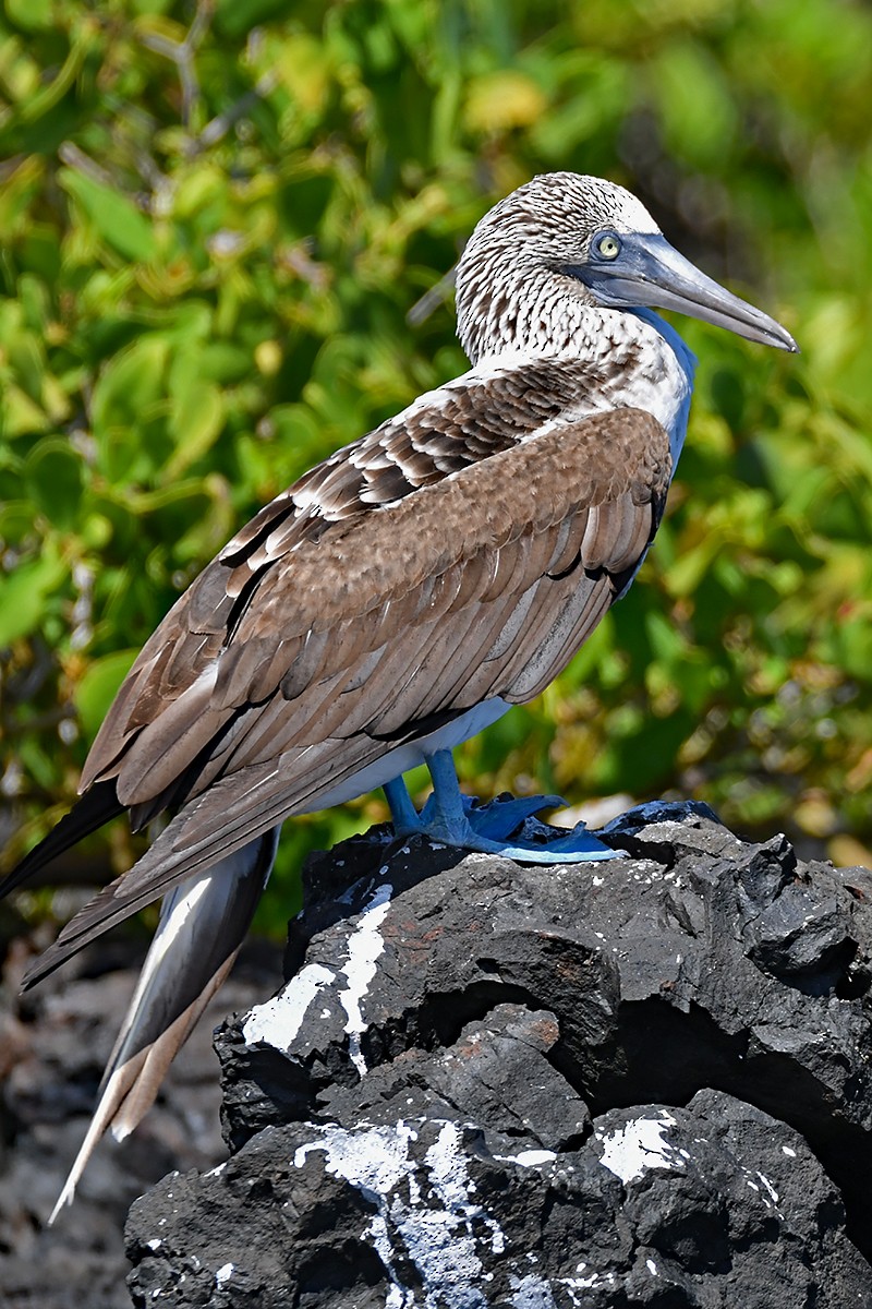 Blue-footed Booby - ML624893622