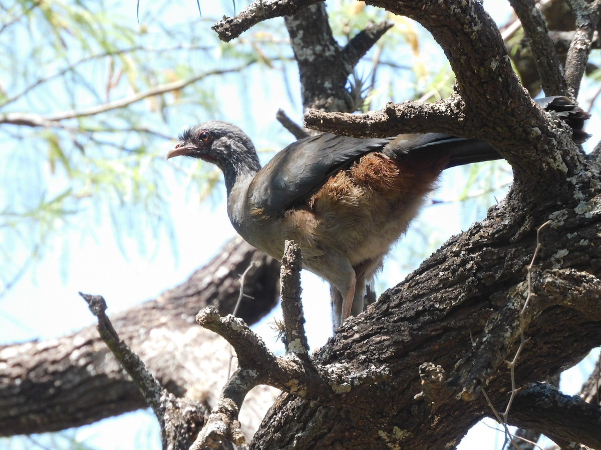 Chaco Chachalaca - ML624893645