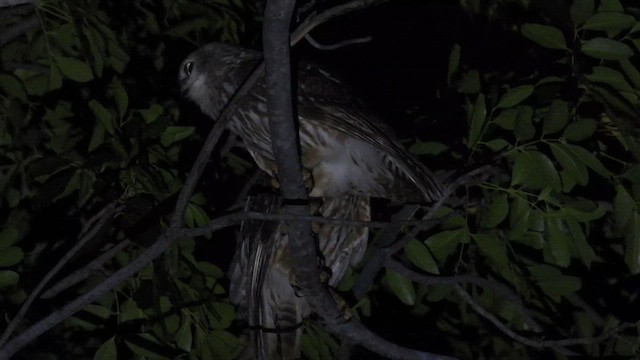 Barking Owl - ML624893646