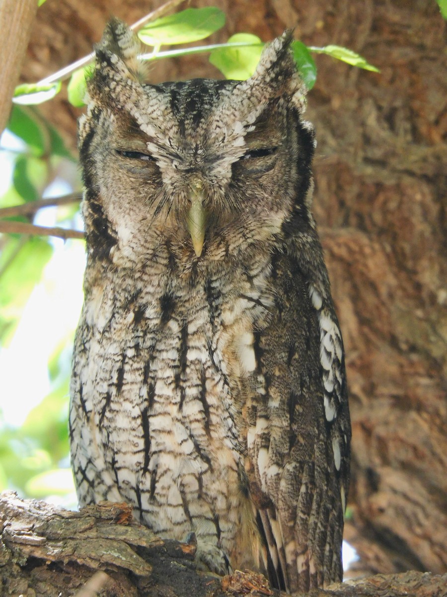 Tropical Screech-Owl - ML624893655