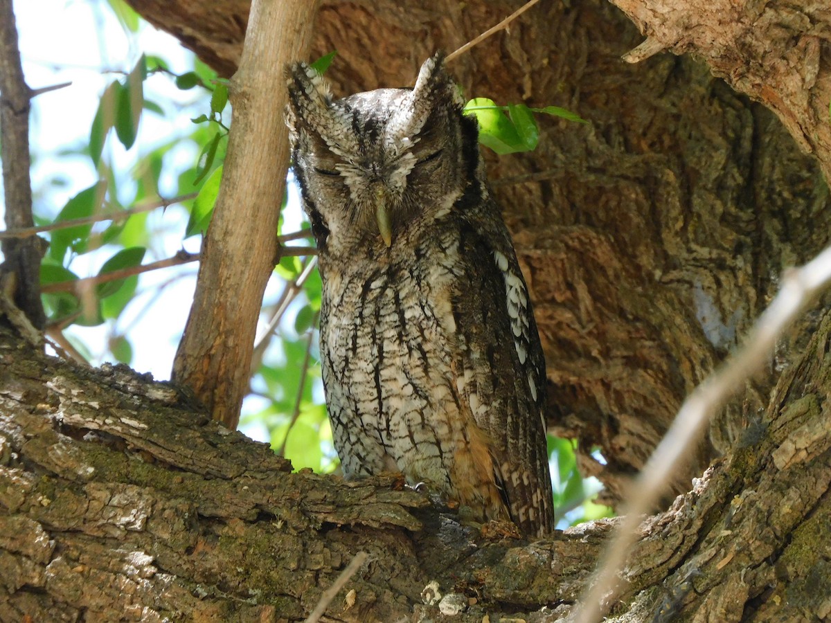 Tropical Screech-Owl - ML624893689