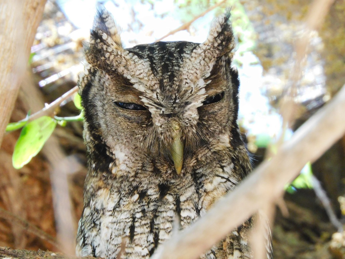 Tropical Screech-Owl - ML624893701