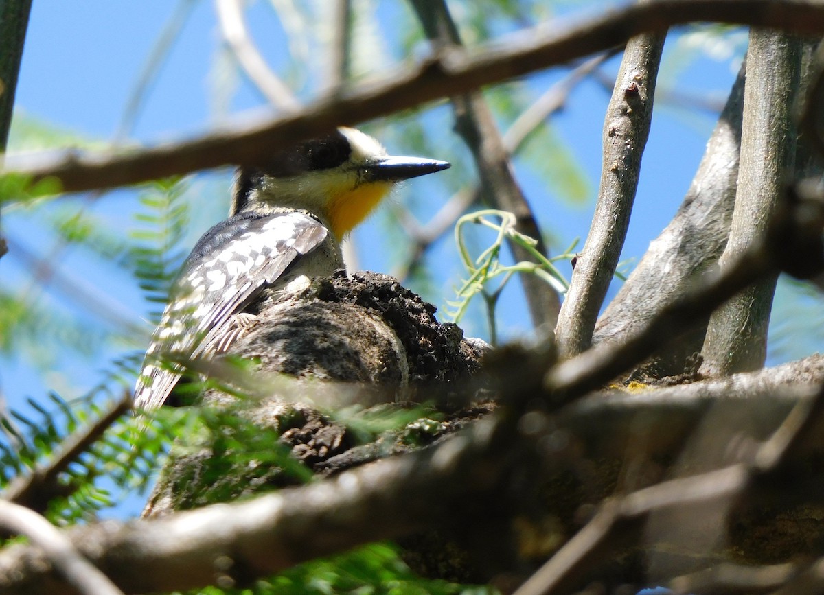 White-fronted Woodpecker - ML624893716