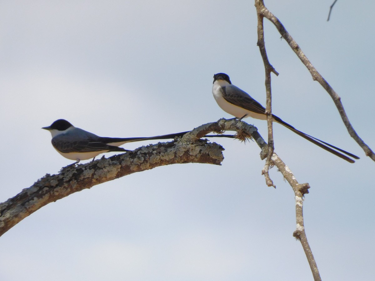 Fork-tailed Flycatcher - ML624893768