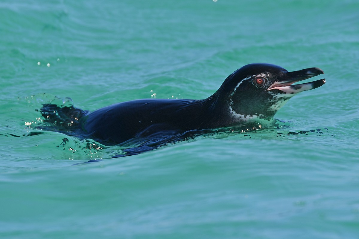 Galapagos Penguin - ML624893789