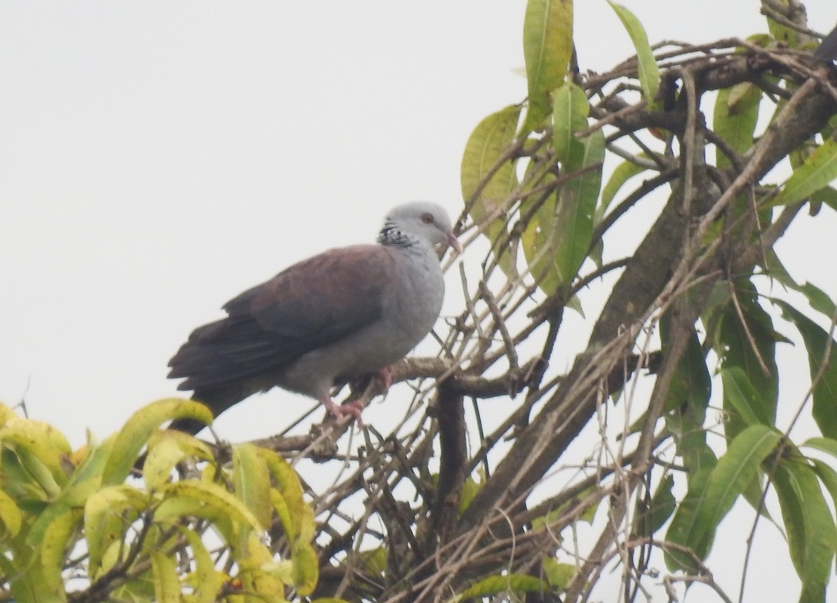 Nilgiri Wood-Pigeon - Ayan Watve