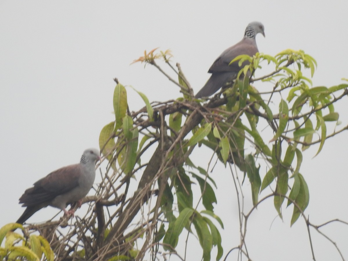 Nilgiri Wood-Pigeon - ML624893881