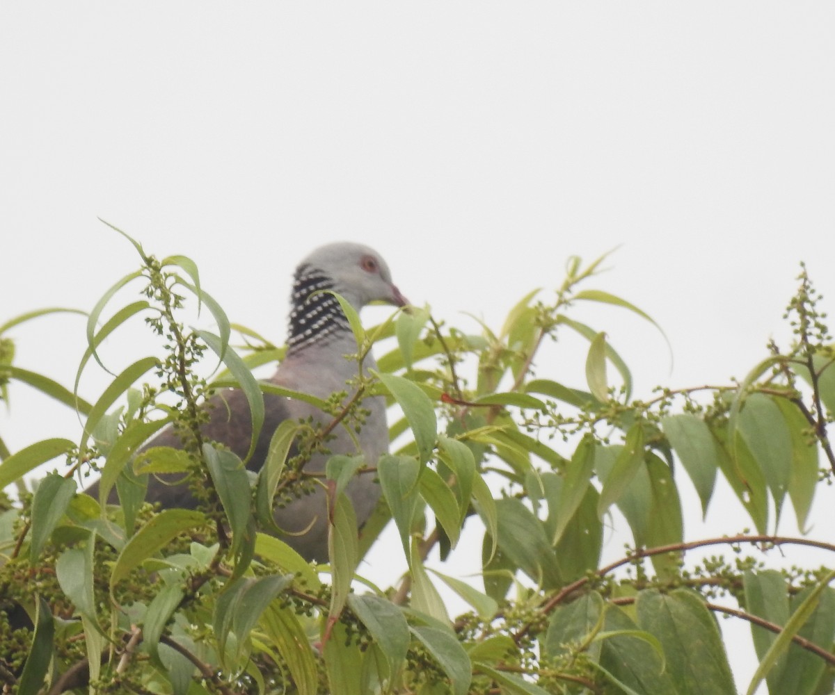 Nilgiri Wood-Pigeon - ML624894069