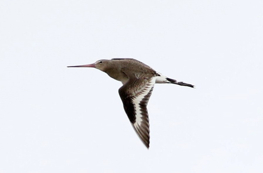 Black-tailed Godwit - ML624894194