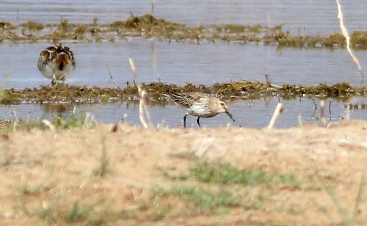 Dunlin - ML624894214