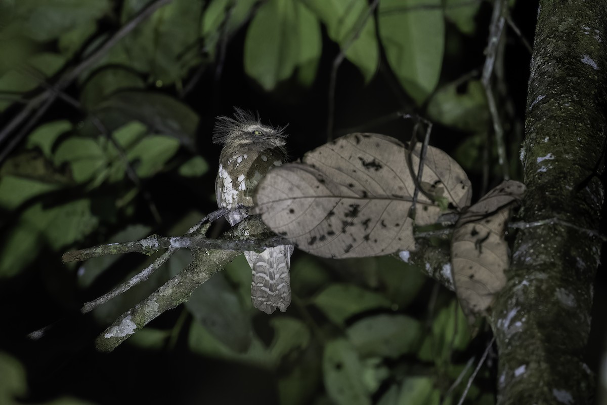 Bornean Frogmouth - ML624894297