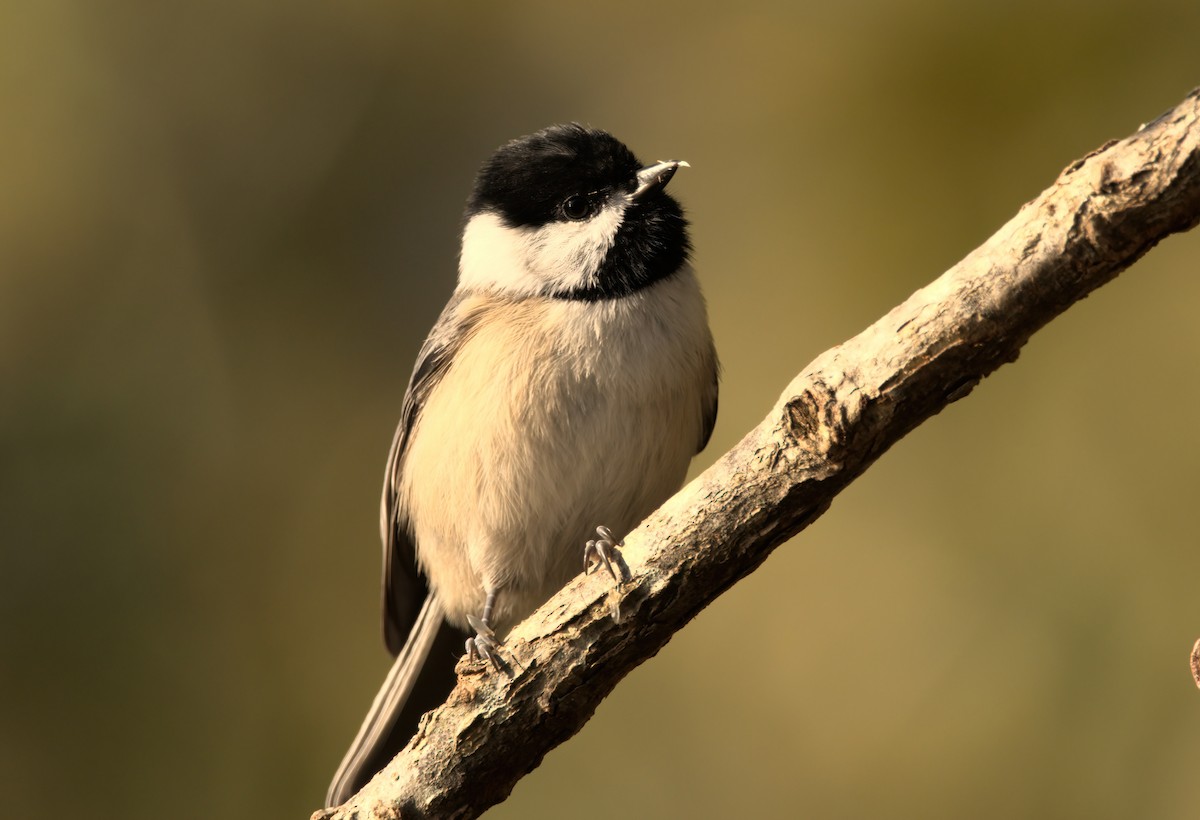 Carolina Chickadee - ML624894310