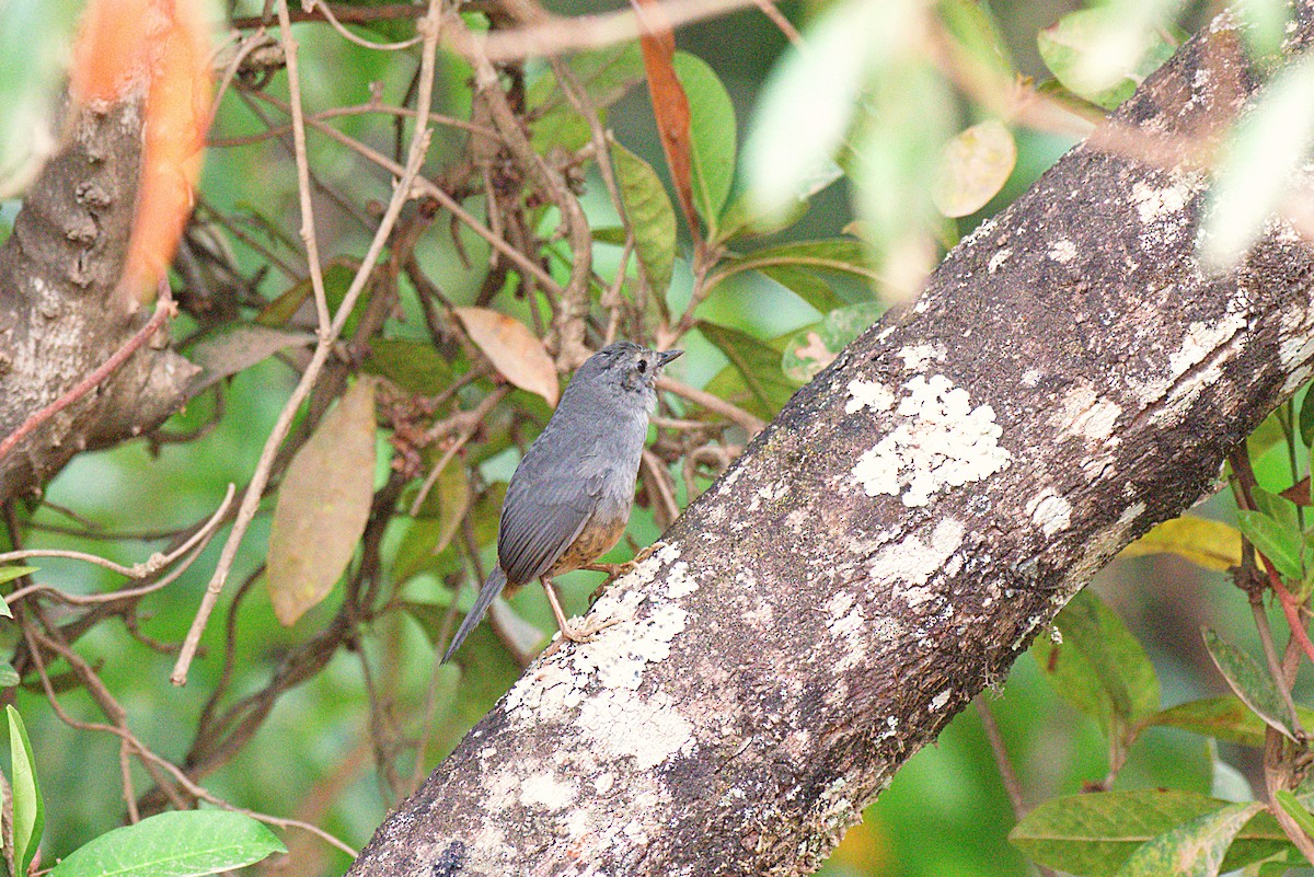 Brasilia Tapaculo - ML624894360