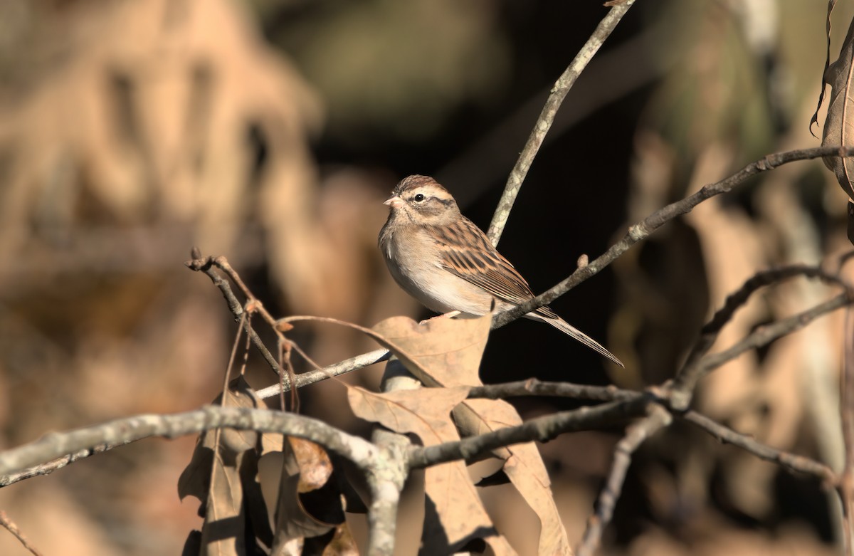 Chipping Sparrow - ML624894390