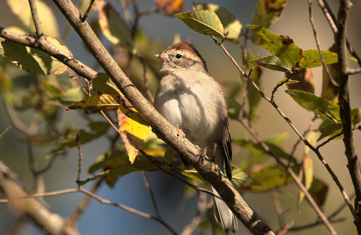 Chipping Sparrow - ML624894391