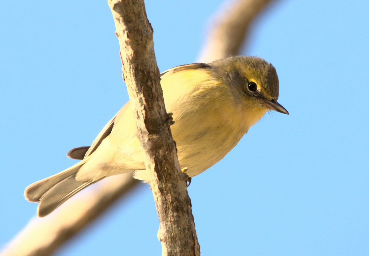 Pine Warbler - ML624894398