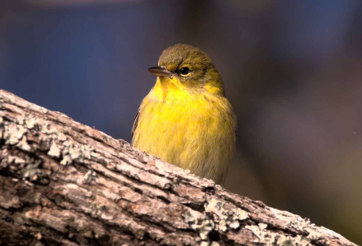 Pine Warbler - ML624894400