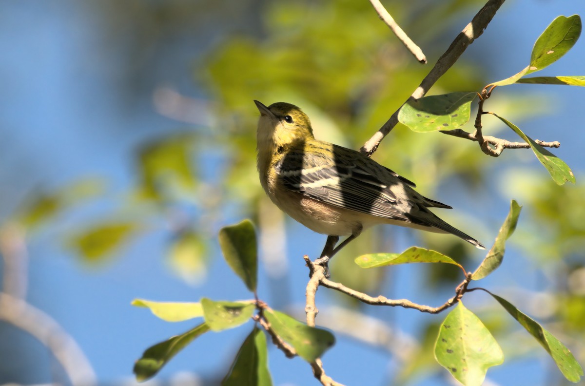 Bay-breasted Warbler - ML624894437