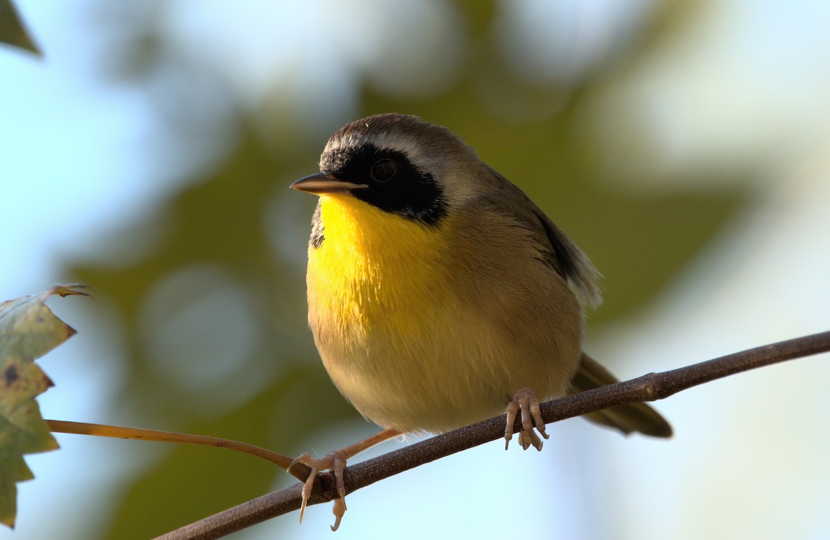Common Yellowthroat - ML624894455