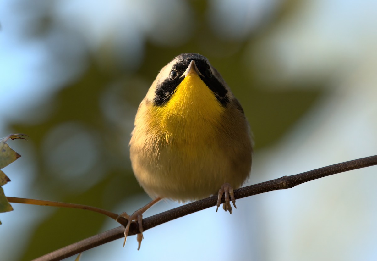 Common Yellowthroat - ML624894456