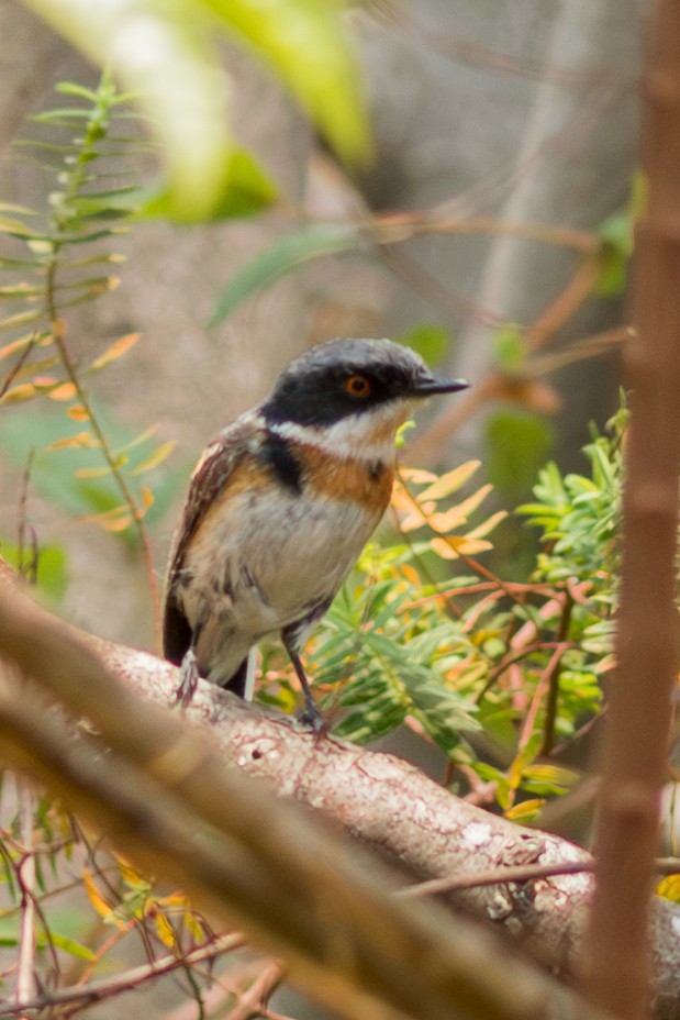 Malawi Batis - ML624894495
