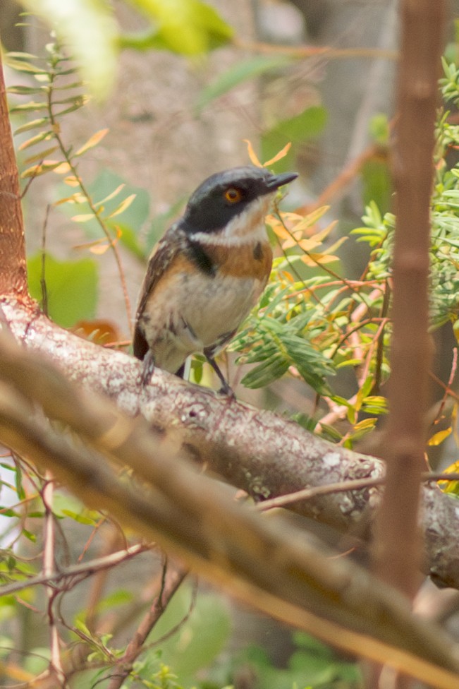 Malawi Batis - ML624894497