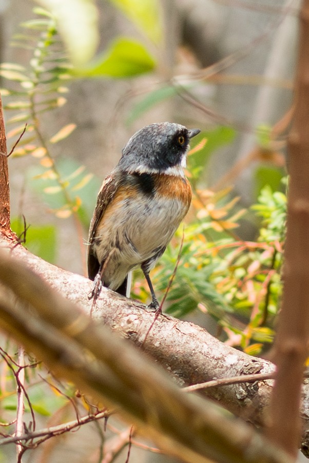 Malawi Batis - ML624894498