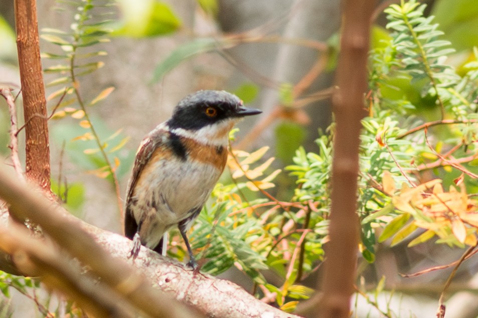 Malawi Batis - ML624894499