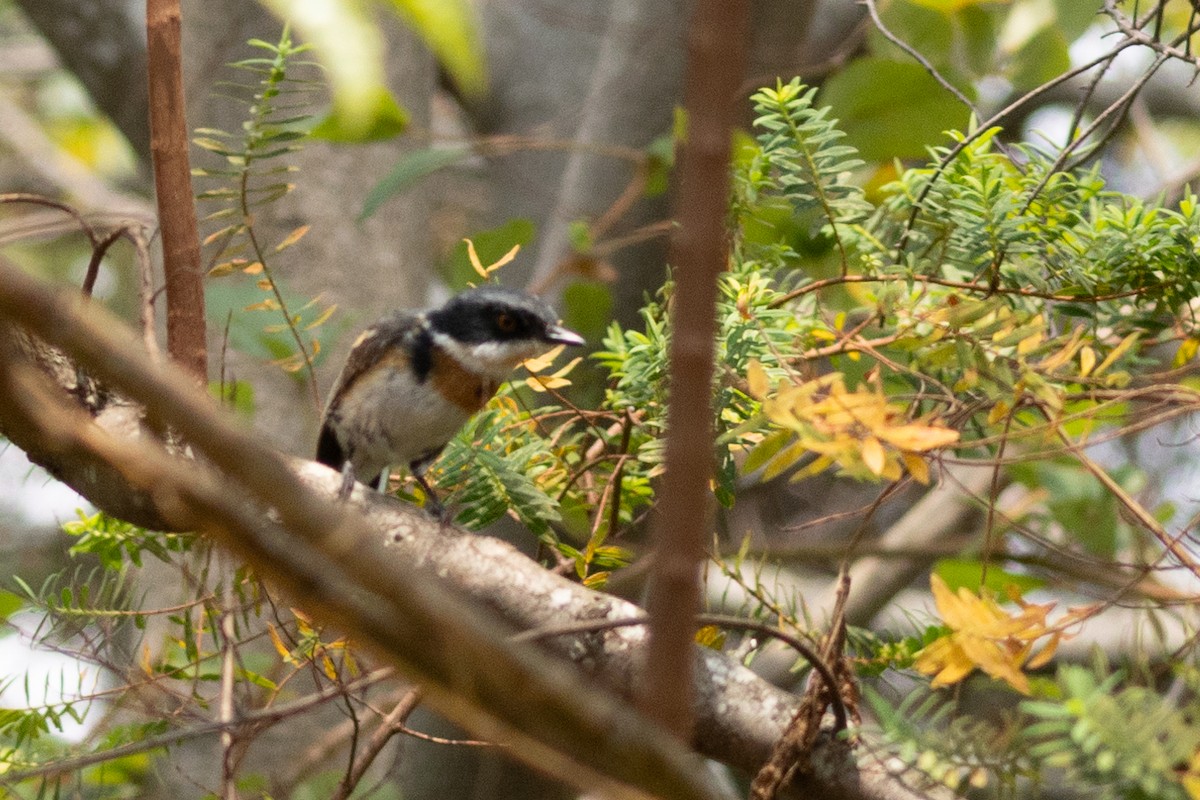 Malawi Batis - ML624894501