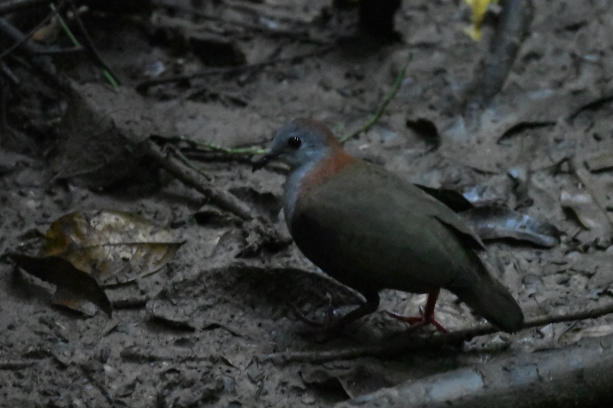 Palau Ground Dove - ML624894503