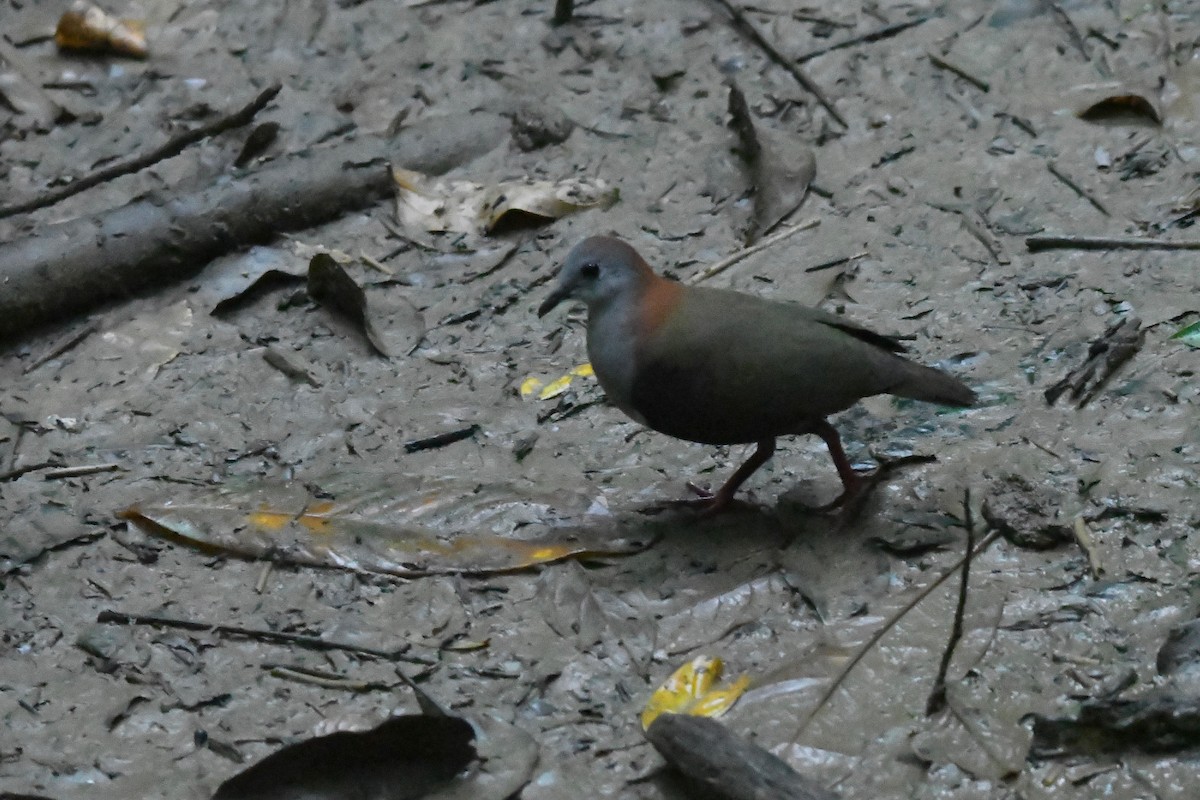 Palau Ground Dove - ML624894623