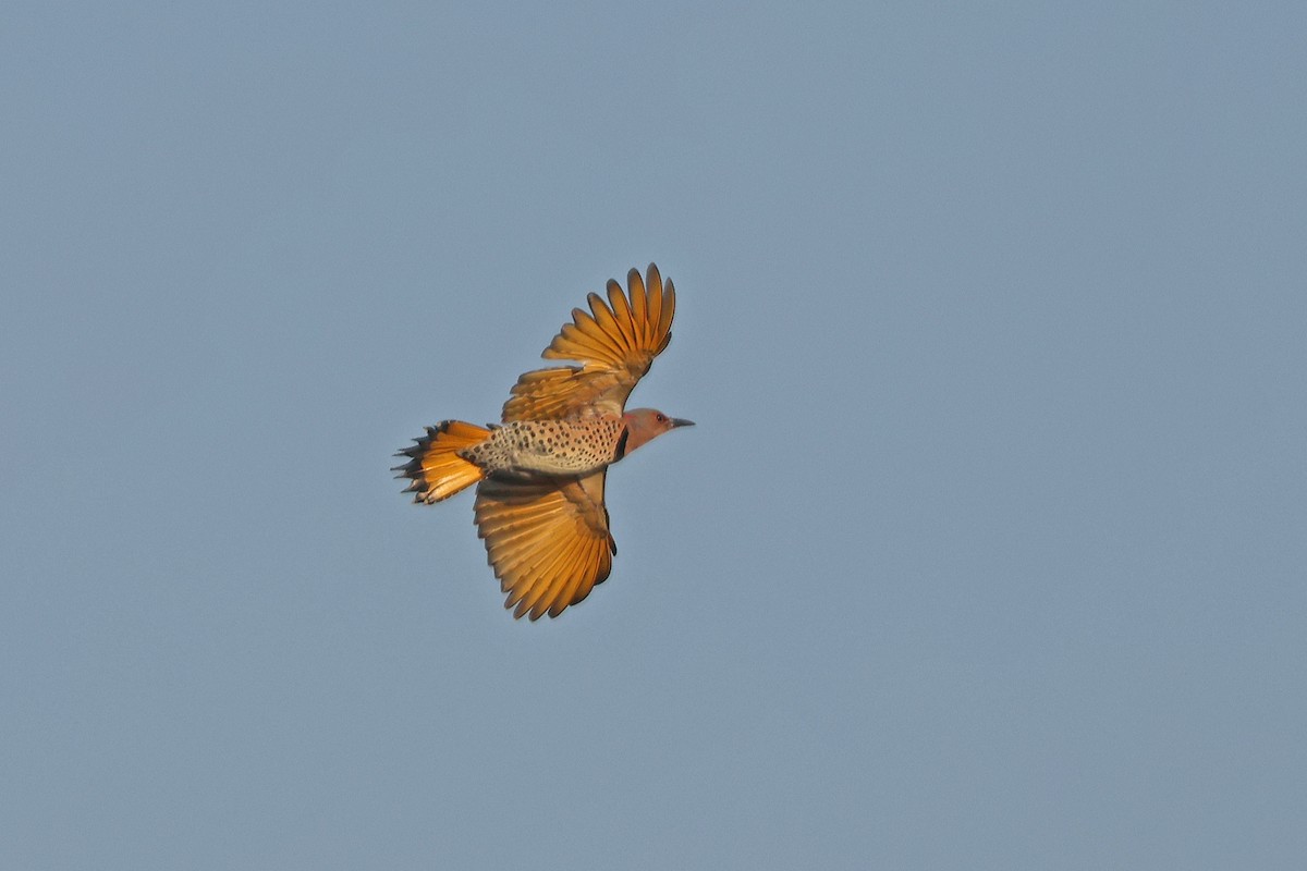 Northern Flicker (Yellow-shafted) - ML624894734