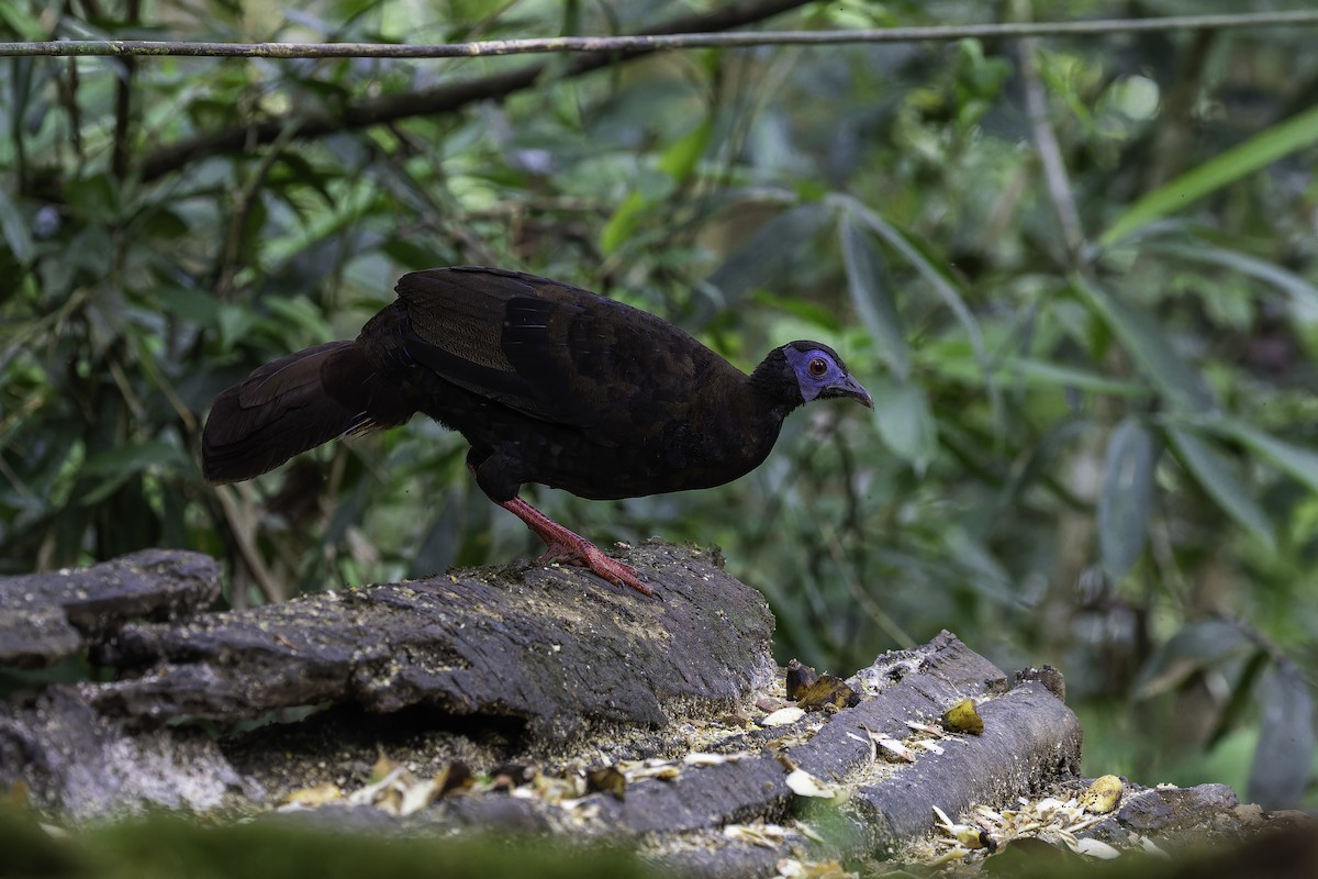 Bulwer's Pheasant - ML624894781