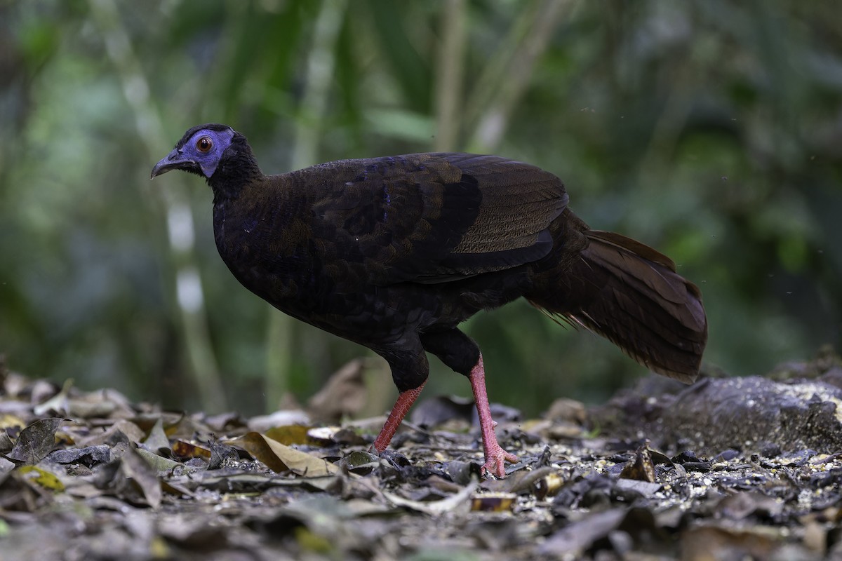 Bulwer's Pheasant - ML624894808