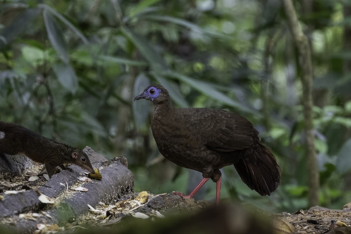 Bulwer's Pheasant - ML624894817