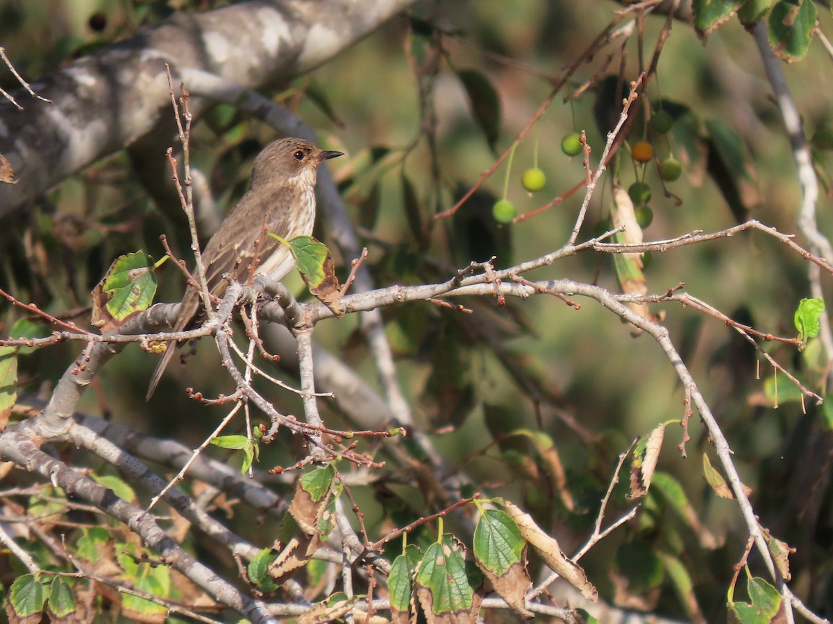 Spotted Flycatcher - ML624894879