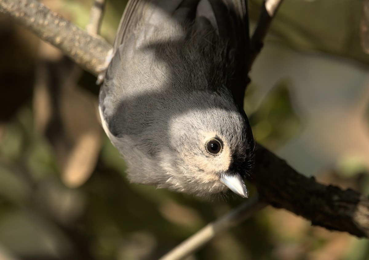 Tufted Titmouse - ML624894921