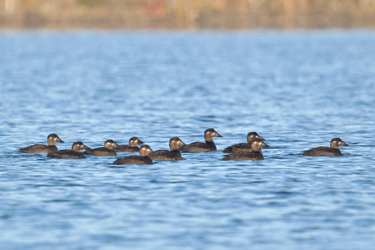 Surf Scoter - ML624894928