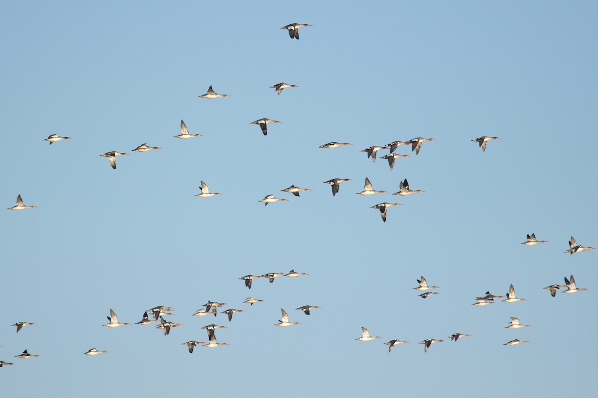 Red-breasted Merganser - ML624894931