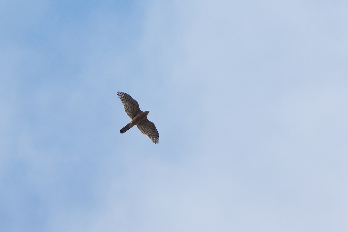 Eurasian Goshawk - Giorgi Natsvlishvili