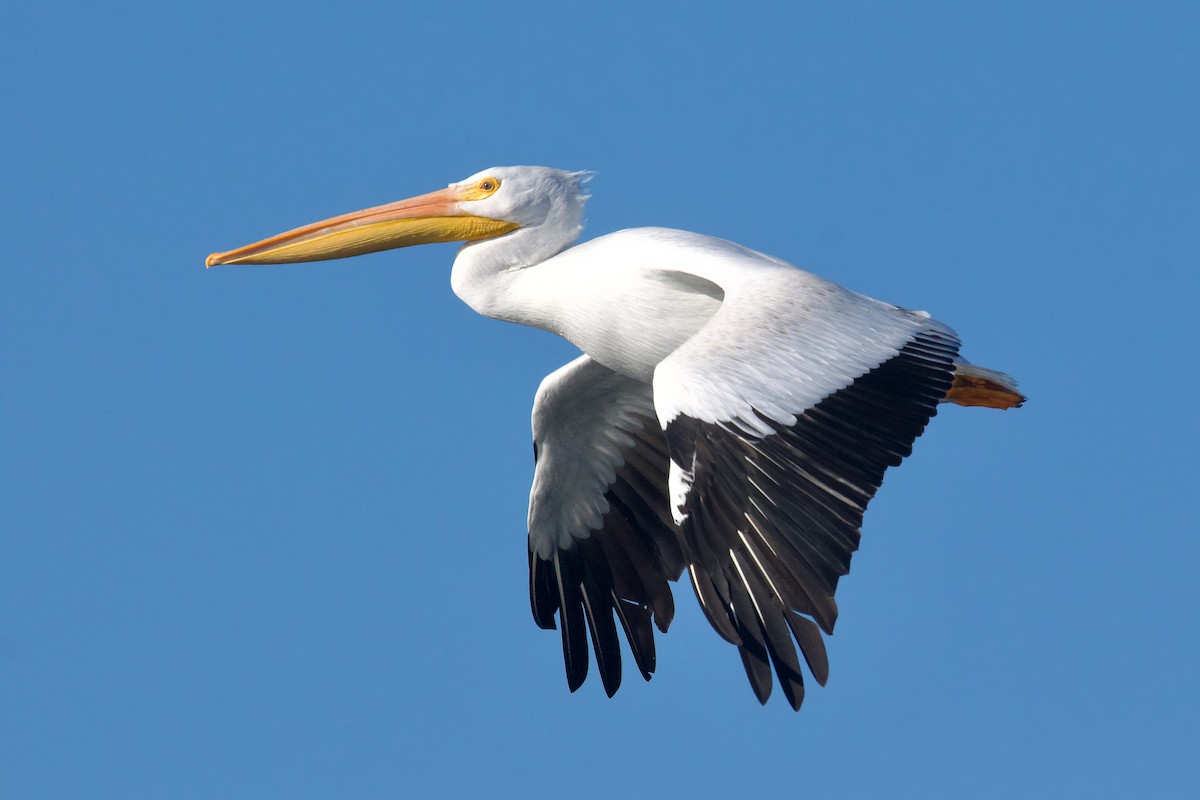 American White Pelican - ML624894971