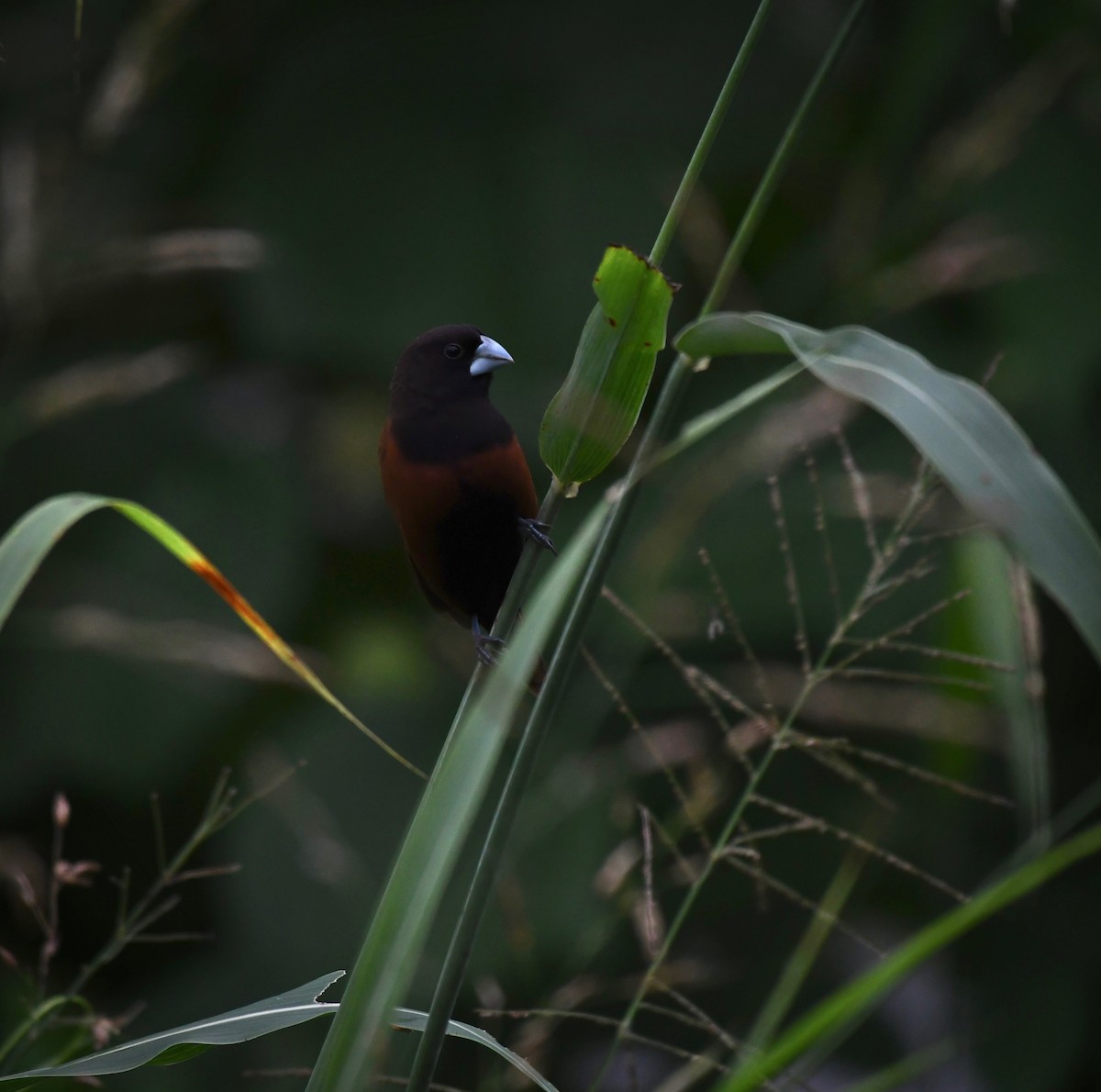 Мунія чорноголова - ML624894974