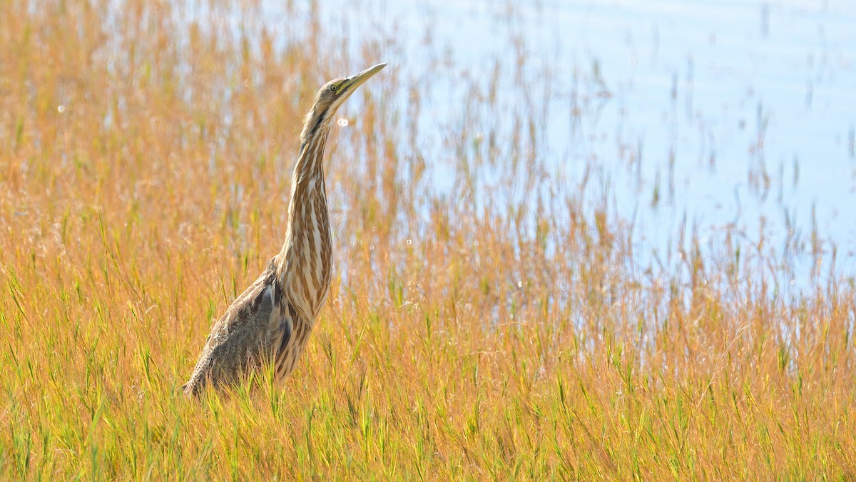 American Bittern - ML624895056