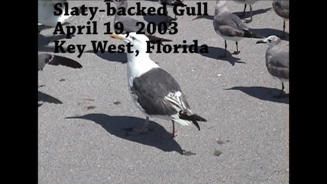 Slaty-backed Gull - ML624895058