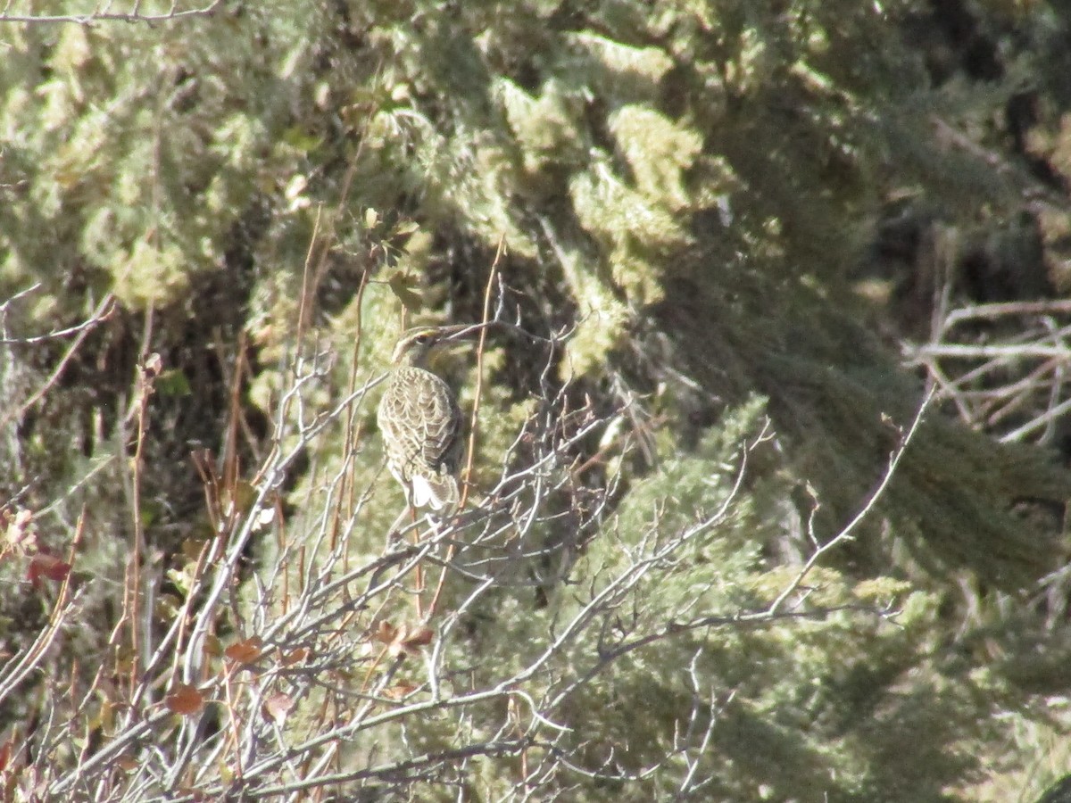 Western Meadowlark - ML624895059