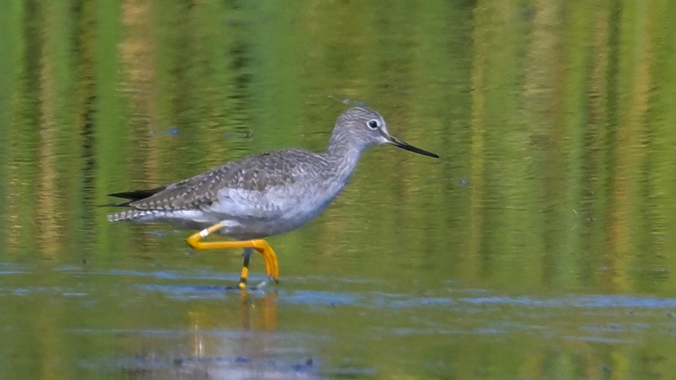Greater Yellowlegs - ML624895091