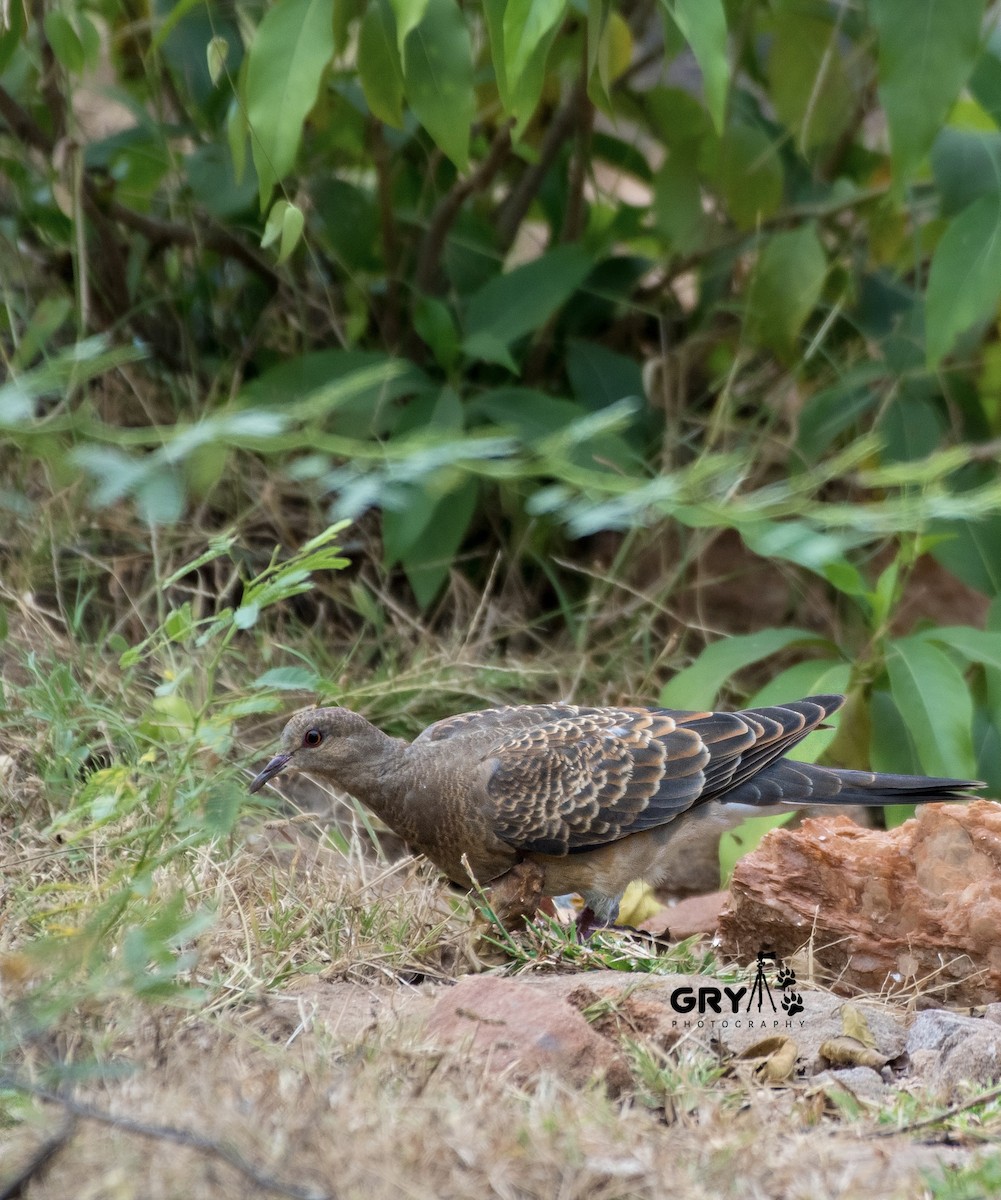 Oriental Turtle-Dove - ML624895105