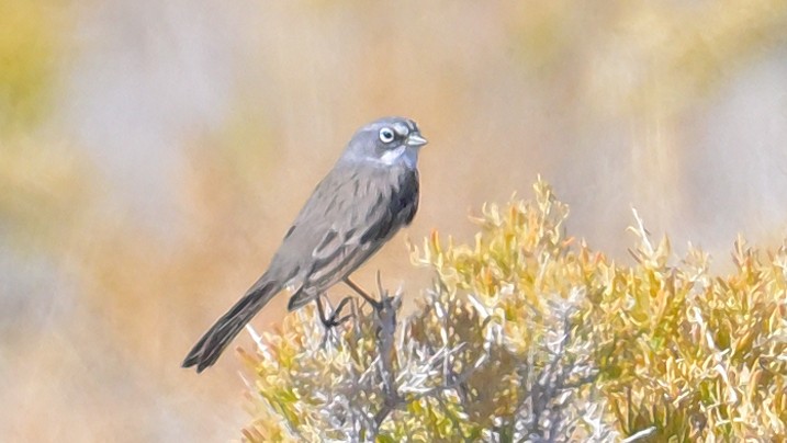Sagebrush Sparrow - ML624895131