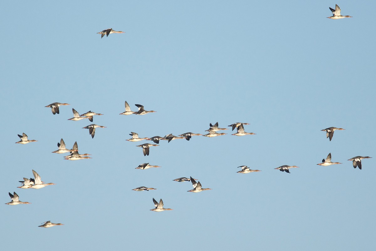 Red-breasted Merganser - ML624895217